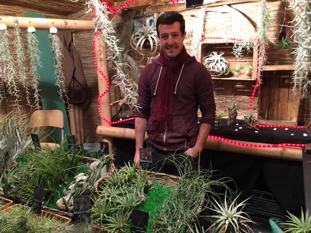 Tillandsias