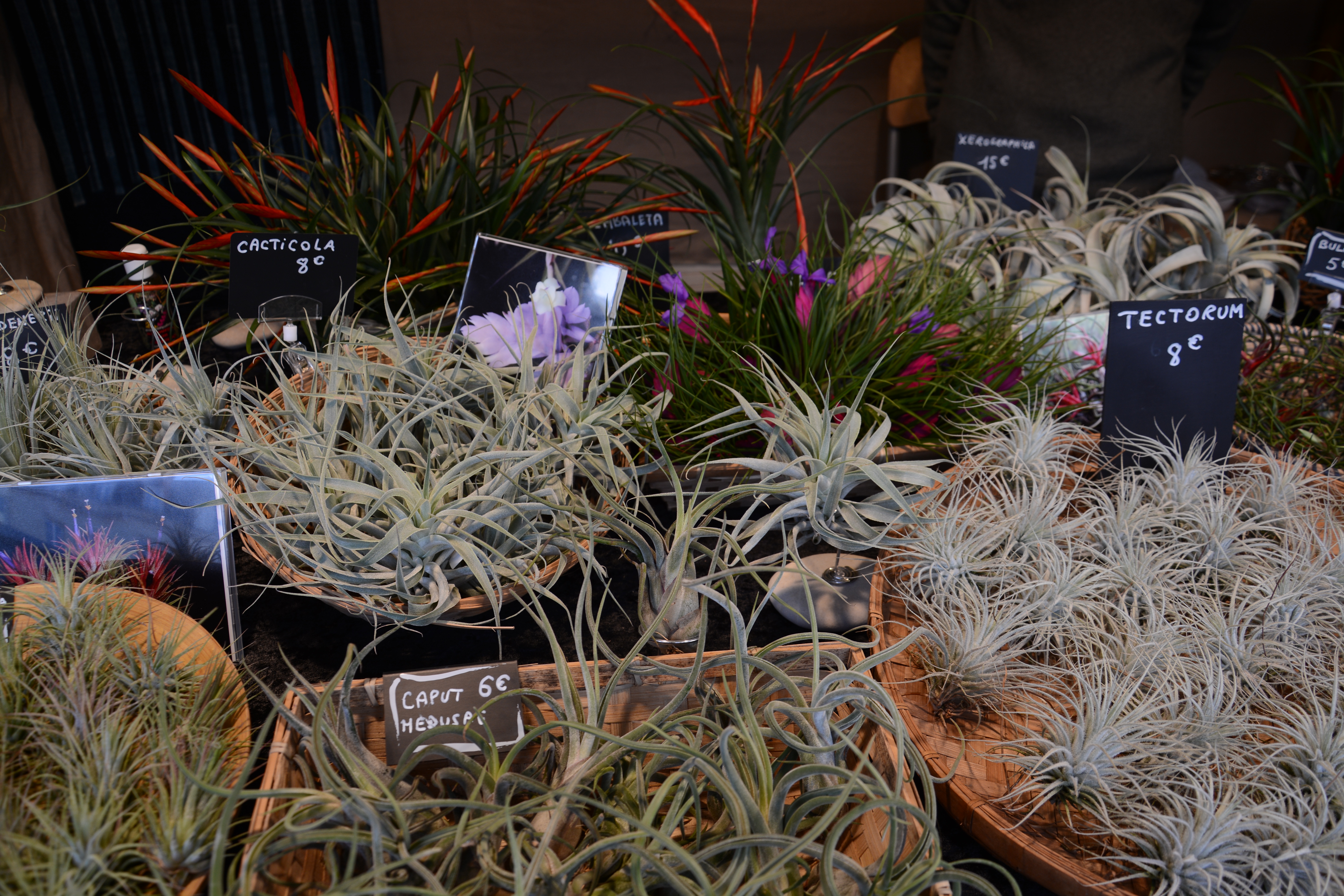 plantes-sans-terre-6